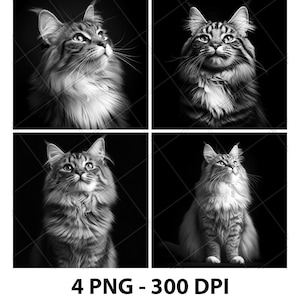 Maine Coon Katzenrasse Portrait Laser Gravur Datei PNG Maine Coon Laser Maine Coon Schiefer Maine Coon Untersetzer Maine Coon Holz Gravur 3D Xtool