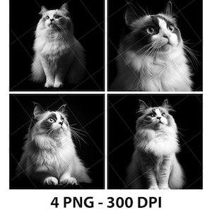 Ragdoll Cat Breed Laser Engrave File PNG Ragdoll Cat Laser Ragdoll Cat Slate Ragdoll Cat Coaster Ragdoll Cat Wood Ragdoll Engrave 3D Xtool