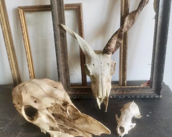 イノシシの頭蓋骨 - 雌イノシシの頭蓋骨の剥製トロフィー、2番目の
