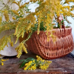 Organic Golden Rod Dried Flowers - Wildcrafted from Hungary | 30g | Yellow Herbal Botanicals *FREE GIFT*