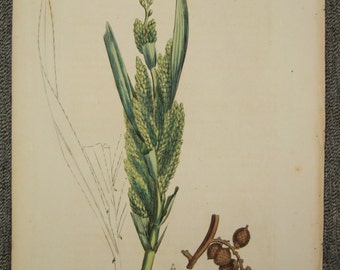 Antique Botanical Print from  1810 Calamus Rotang, Rattan Palm engraving  9 x 7 hand colored