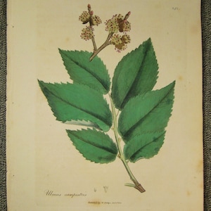 Antique Botanical Print from  1810 ULMUS CAMPESTRIS ELM Tree leaves engraving  9 x 7 hand colored