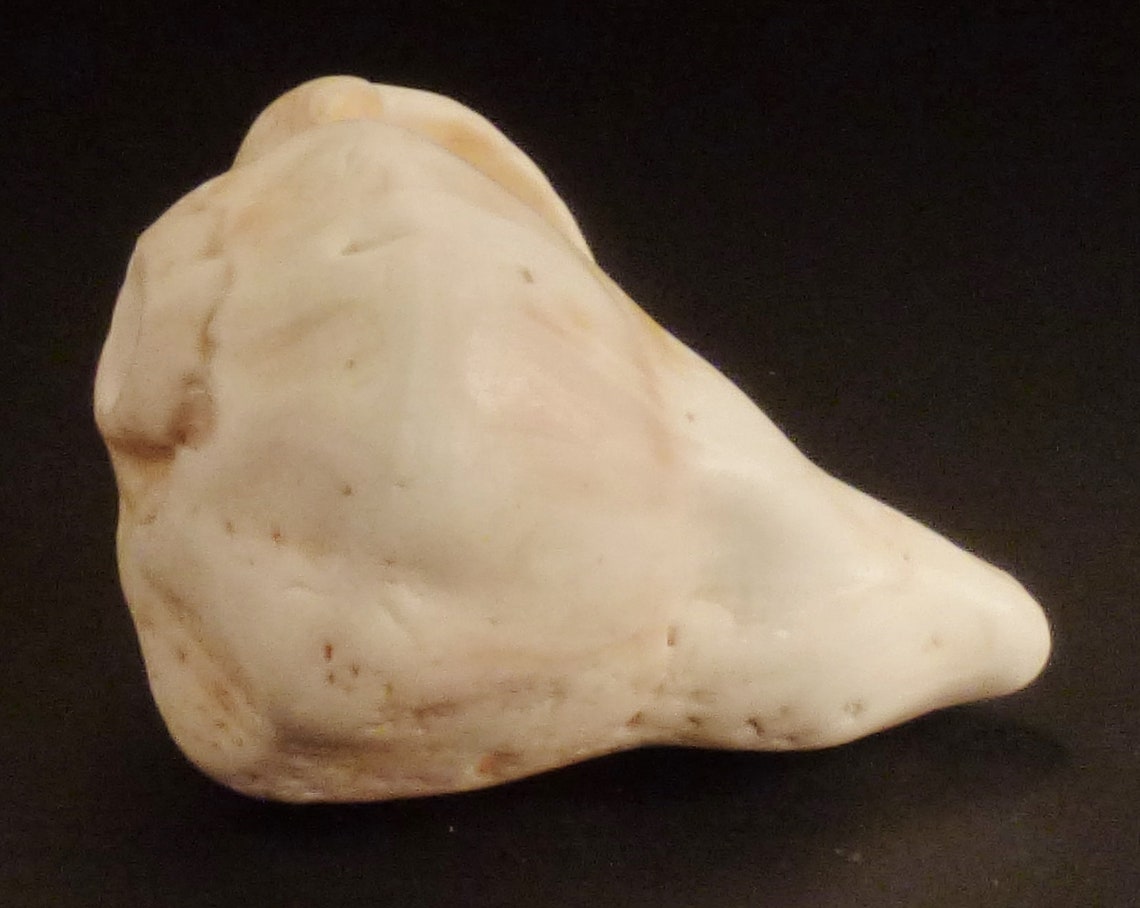 PETRIFIED SEASHELL Fossil Conch White Large Shell App 4 3/8 Etsy