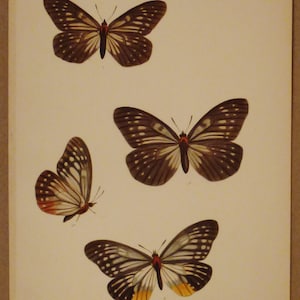 ANTIQUE PRINT BUTTERFLIES London Lithograph Handpainted   app 11  3/4x 8  5/8 inches Nymphalidae