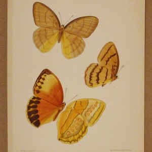 ANTIQUE PRINT BUTTERFLIES London Lithograph Handpainted Plate 167  app 11 x 8 inches Nymphalidae