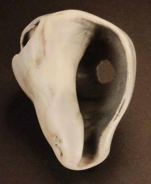 PETRIFIED SEASHELL Fossil, Conch white large Shel… - image 3