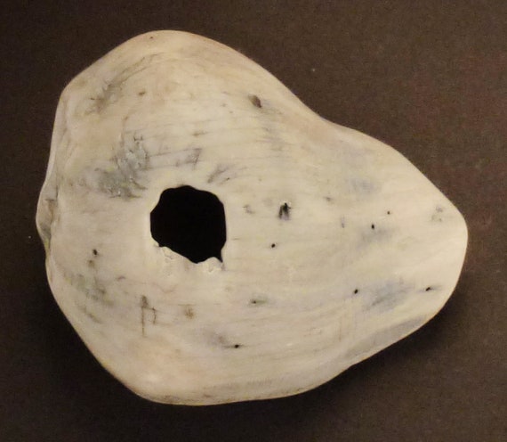 PETRIFIED SEASHELL Fossil, Conch white large Shel… - image 5