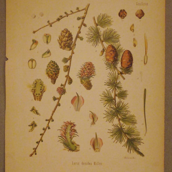 Antique Botanical Print from  1900s LARCH Larix Decidua Chromolithograph colorful aprox. 12 x 9