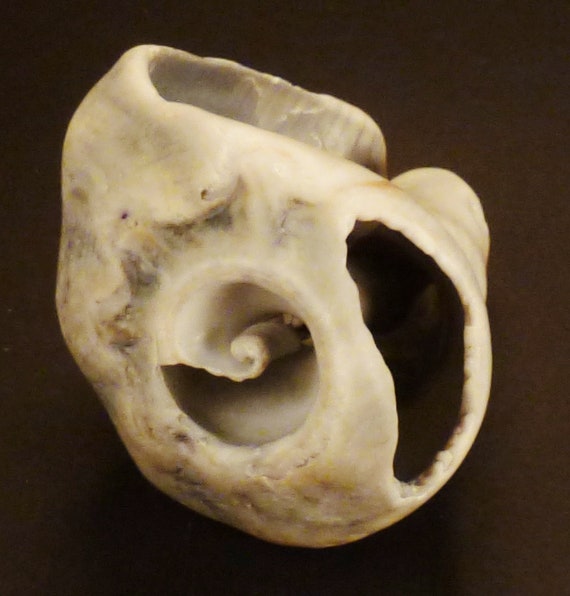 PETRIFIED SEASHELL Fossil, Conch white large Shel… - image 2