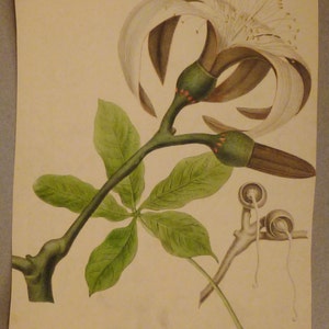 Antique Botanical Print from  1900s CAROLINA ALBA Whitw wild Rose Chromolithograph colorful aprox. 12 x 9