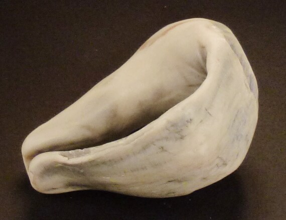 PETRIFIED SEASHELL Fossil, Conch white large Shel… - image 4