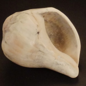 PETRIFIED SEASHELL Fossil, Conch white large Shell, app 4 3/4 long by 3 1.2 in w by 2 1/2 in tall