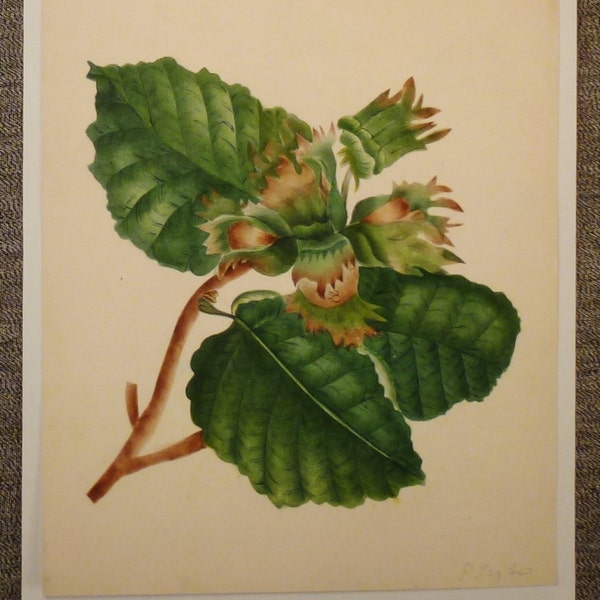 ORIGINAL BOTANICAL  GOUACHE Signed by artist Green leaves flowers brown seeds vintage rare app 9 1/2 in x 8in