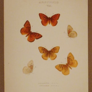 ANTIQUE PRINT BUTTERFLIES London Lithograph Handpainted Argynis  app 11  3/4x 8  5/8 inches Nymphalidae