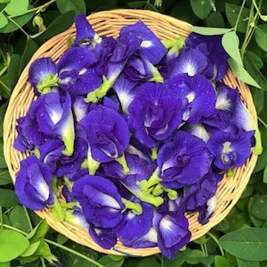 Fiori secchi di pisello di farfalla. Tè biologico di fiori di pisello di farfalla. Tè alle erbe. Tè di fiori. Fiore di pisello di farfalla. Tè alle erbe tailandese. Tè di fiori blu