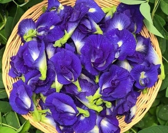 Dried butterfly pea flowers.Organic butterfly pea flower tea.Herbal tea.flowers tea.Butterfly pea flower.Thai herbal tea.blue flowers tea