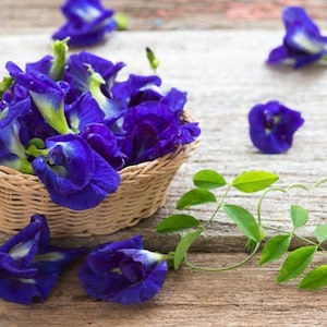 Dried butterfly pea flowers.Organic butterfly pea tea.Natural blue tea.Blue tea.Thai herbal tea.Thai herbal tea.Butterfly pea flower