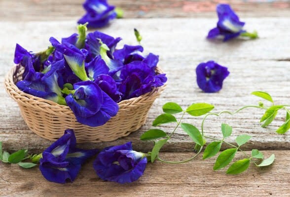 Dried butterfly pea flowers.Organic butterfly pea tea.Natural blue tea.Blue tea.Thai herbal tea.Thai herbal tea.Butterfly pea flower