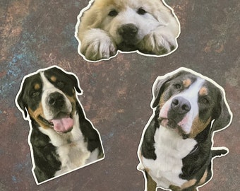 Anpassade husdjursmagneter | Personlig hundmagnet med text