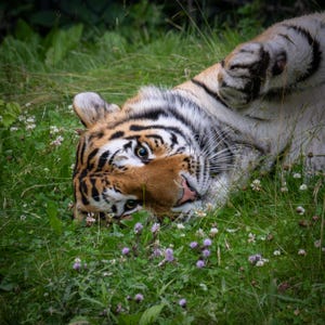 Lazy Tiger Coffee Mug