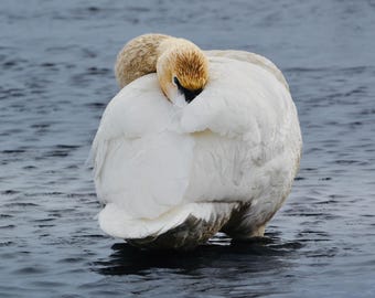 Resting Swan on Winter River – Fine Art Wildlife Print