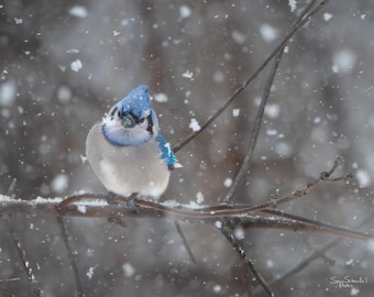 May include: A blue jay sits on a snow-covered branch in a snowfall. The bird has vibrant blue feathers on its head and wings, with a white and grey body. Snowflakes fall around the bird, creating a winter scene.