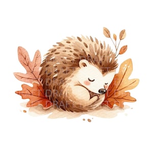 Baby Igel schlafend Aquarell Illustration hochwertige digitale Clipart, transparente PNG, 300 Dpi, mit Jpg und kommerzieller Nutzung Inkl.