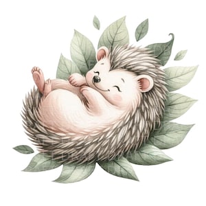 Hérisson dormant sur des feuilles, illustration aquarelle, clipart HQ, fond transparent PNG, 300 dpi, avec Jpg et usage commercial inclus