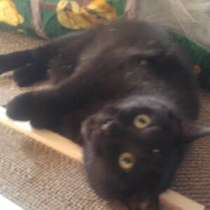 Handmade Cat scratcher furniture for cats and kitties that far outlasts the cardboard versions.