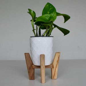 Puede incluir: Una maceta de cerámica blanca con una superficie texturizada se asienta sobre un soporte de planta de madera. Una planta verde en maceta con hojas grandes está en la maceta.