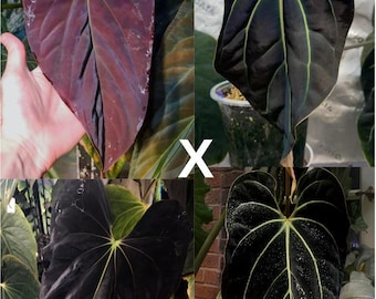 Seed Grown Anthurium Black Sweet X Fort Sherman Starter Plant (ALL