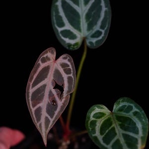Chocolate Anthurium Crystallinum - Etsy
