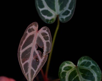 Seed Grown Anthurium Black Sweet X Fort Sherman Starter Plant (ALL