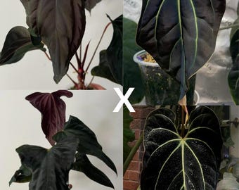 Anthurium Pink Lemonade X Black Widow X Michelle 6