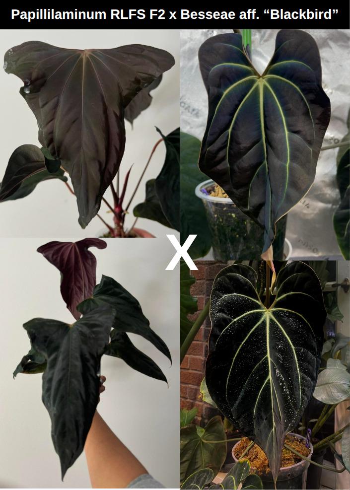 Anthurium RLFS X Besseae Aff 