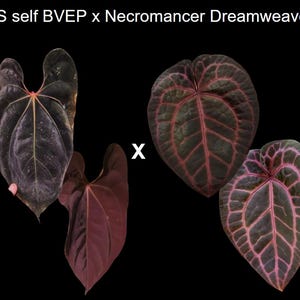 Anthurium Verapazense - Etsy