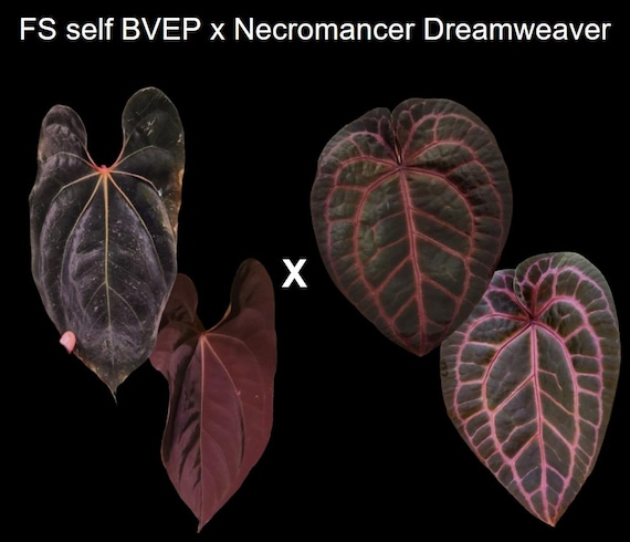 Anthurium Red-vein Papx X Necromancer Dreamweaver Seedling - Etsy