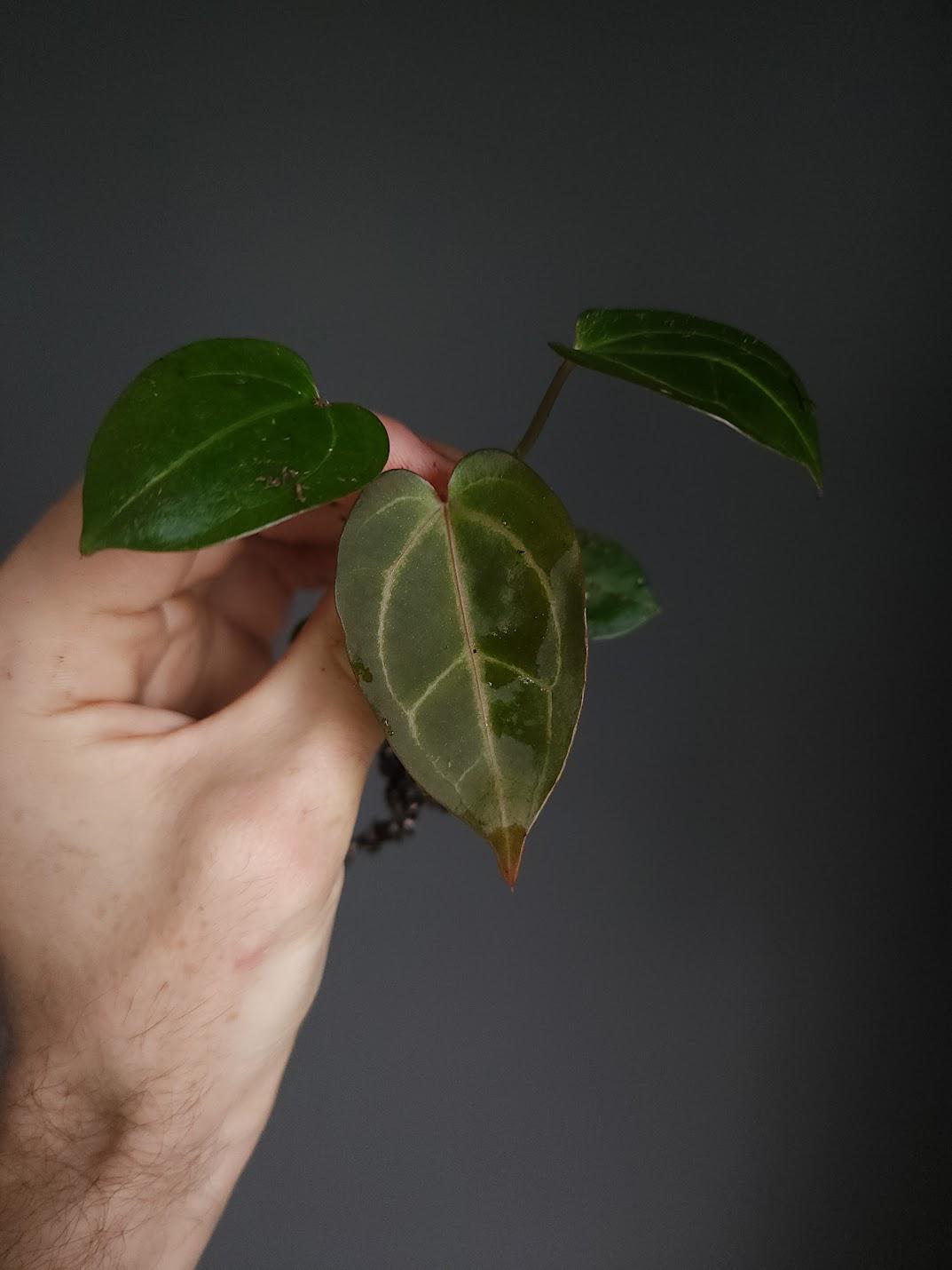 Anthurium Crystallinum Black - Etsy