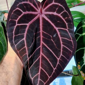 Anthurium Zara X Anthurium Michelle - Etsy