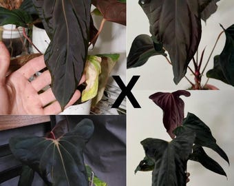 Anthurium Papillilaminum RLFS F3 seedling