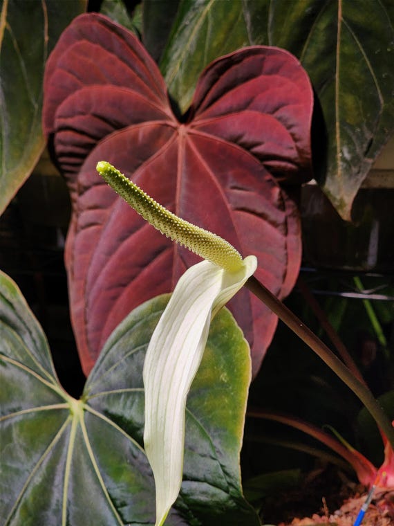 Anthurium (dressleri 'oliver' X Sp. Nov DF) X (FSRL X BVEP) Select