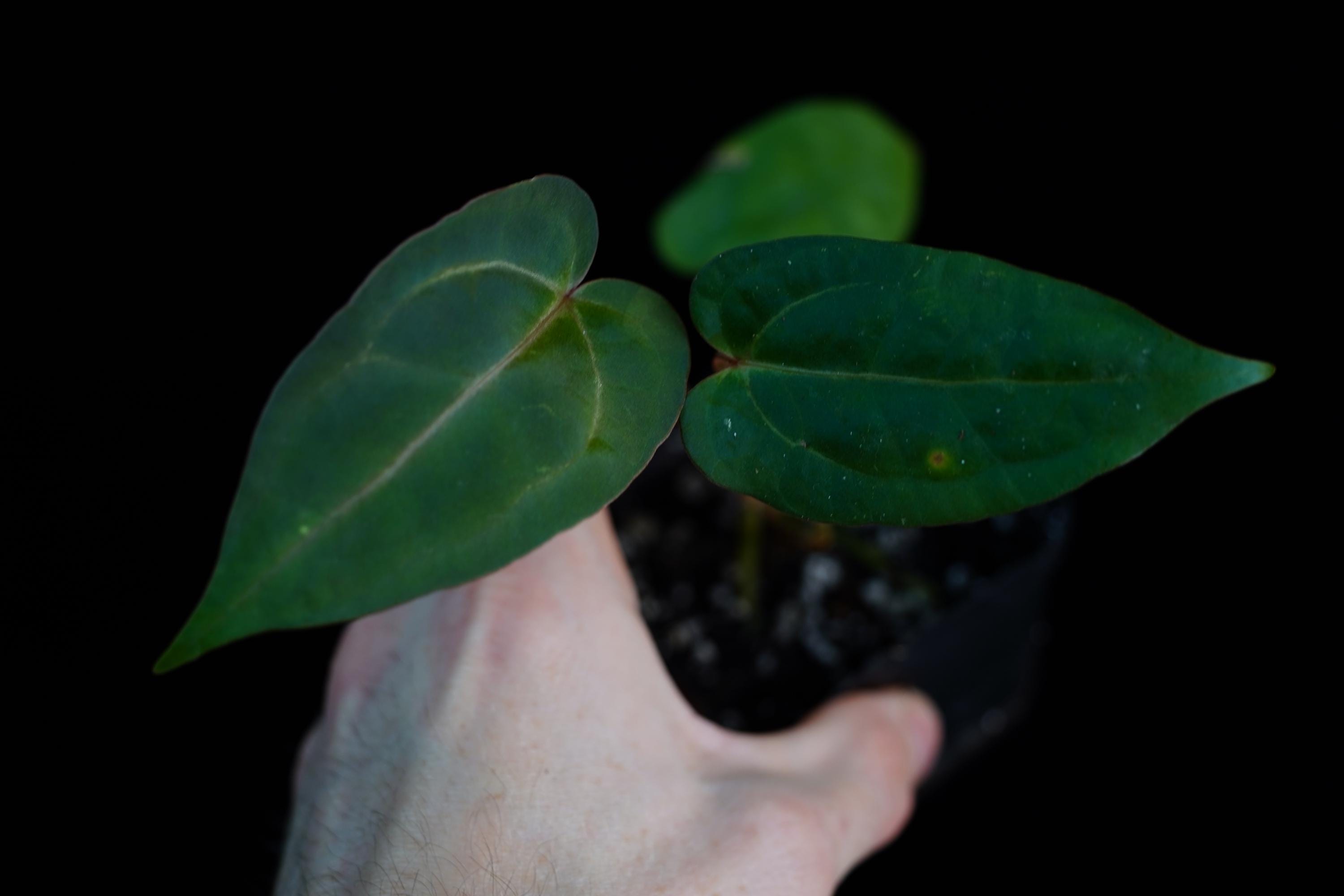 Anthurium Necromancer Dreamweaver X RLFS Carla 'amanda' Large