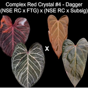 Anthurium Narrow Red Crystallinum seedling 2-pack
