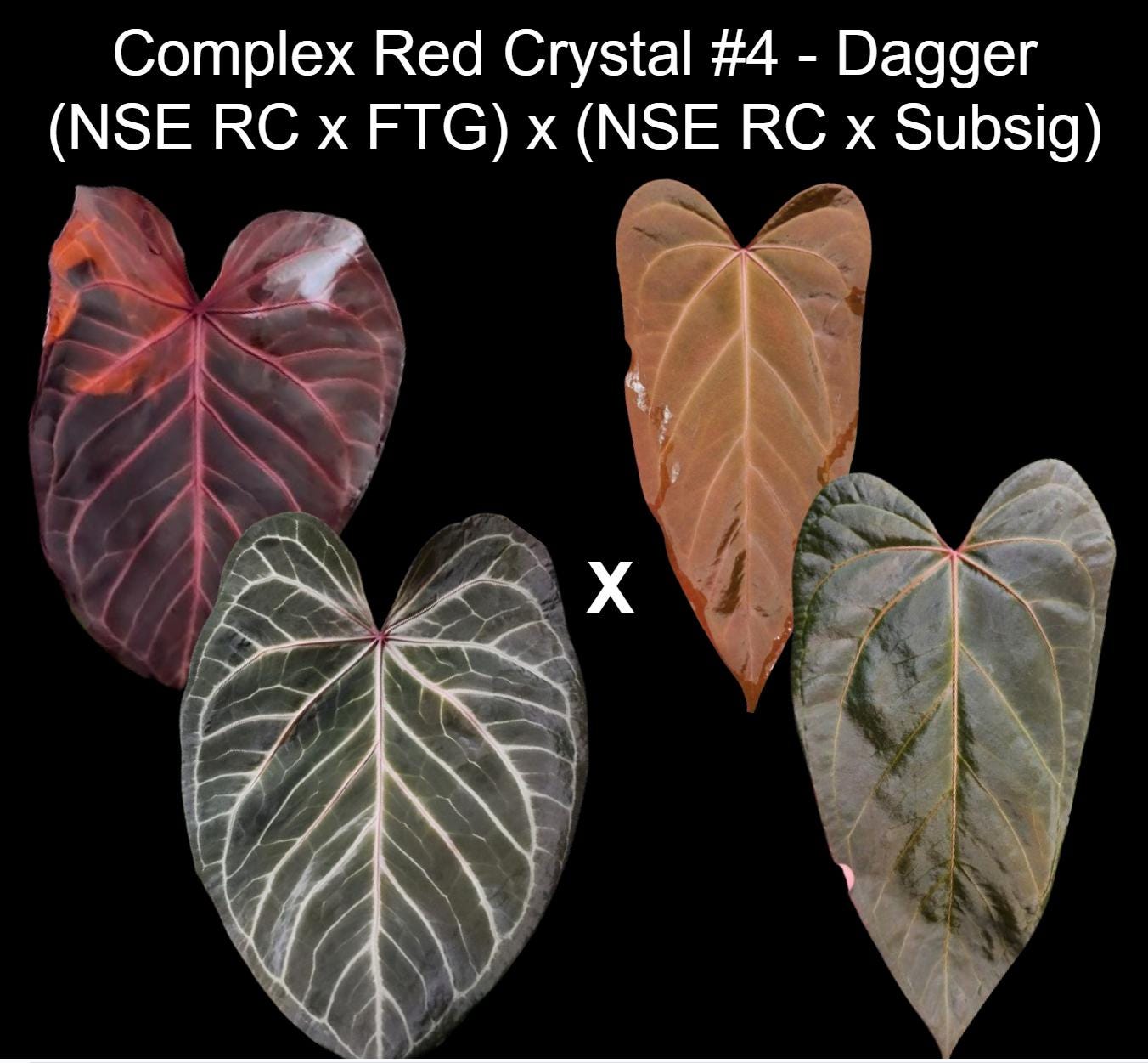 Red Crystallinum - Etsy