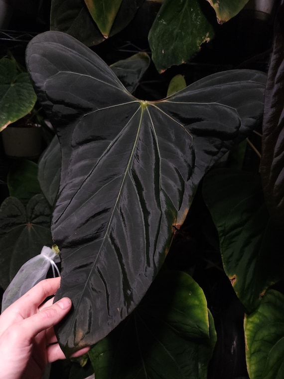 Anthurium Mr.worldwide X RL Self Papillilaminum Wide Sinus