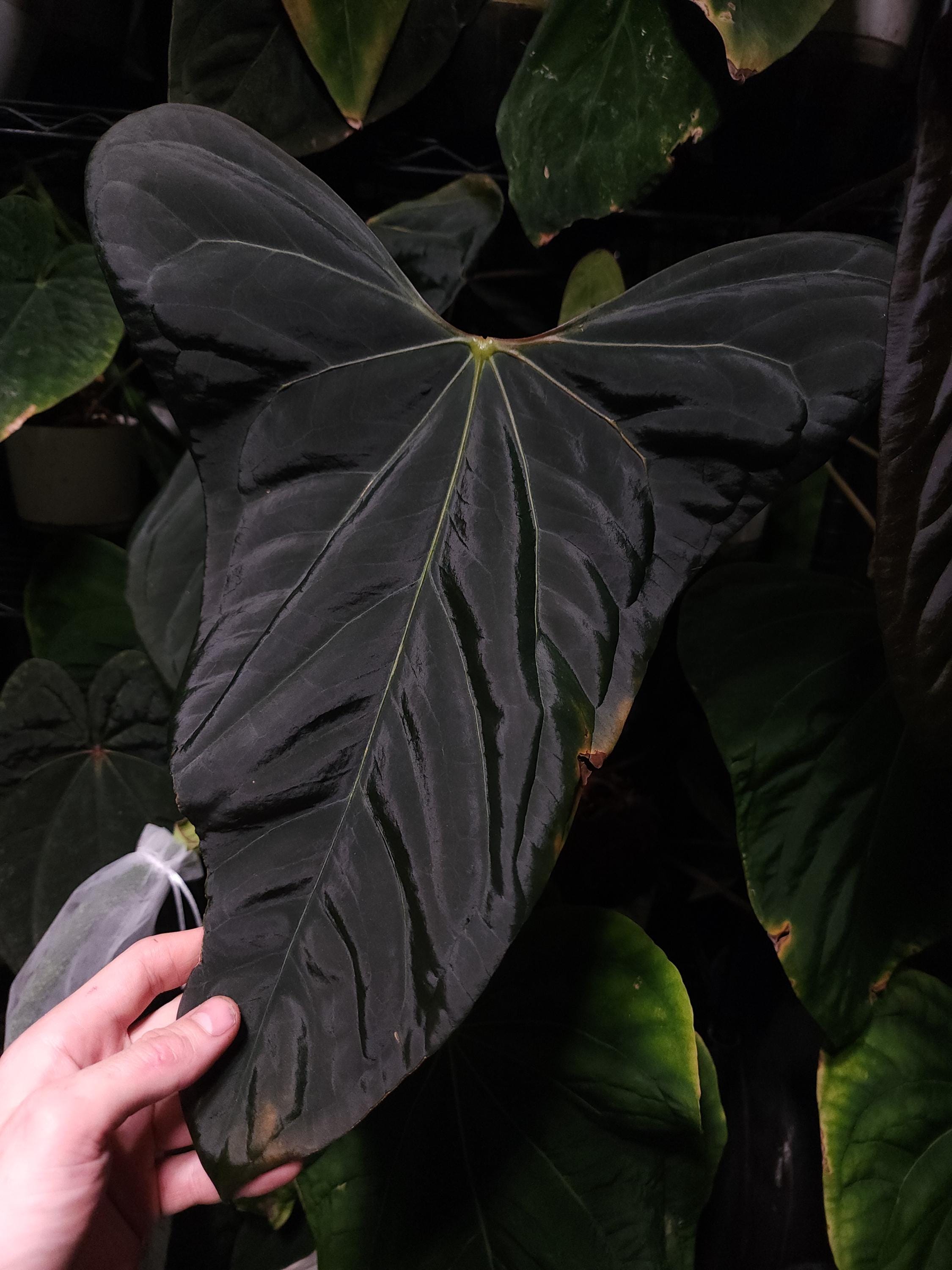 Anthurium Mr.worldwide X RL Self Papillilaminum Wide Sinus