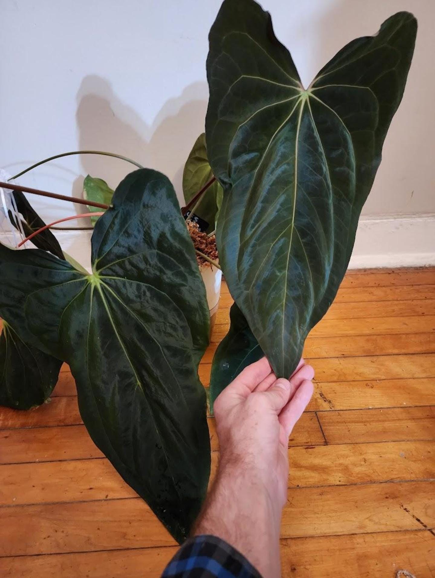 Anthurium Necromancer Dreamweaver X RLFS Carla 'amanda' Large