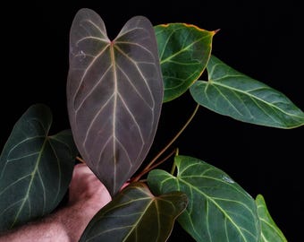 Anthurium AOS DF X RVDP (tezula Ace of Spades X Red Vein Dark