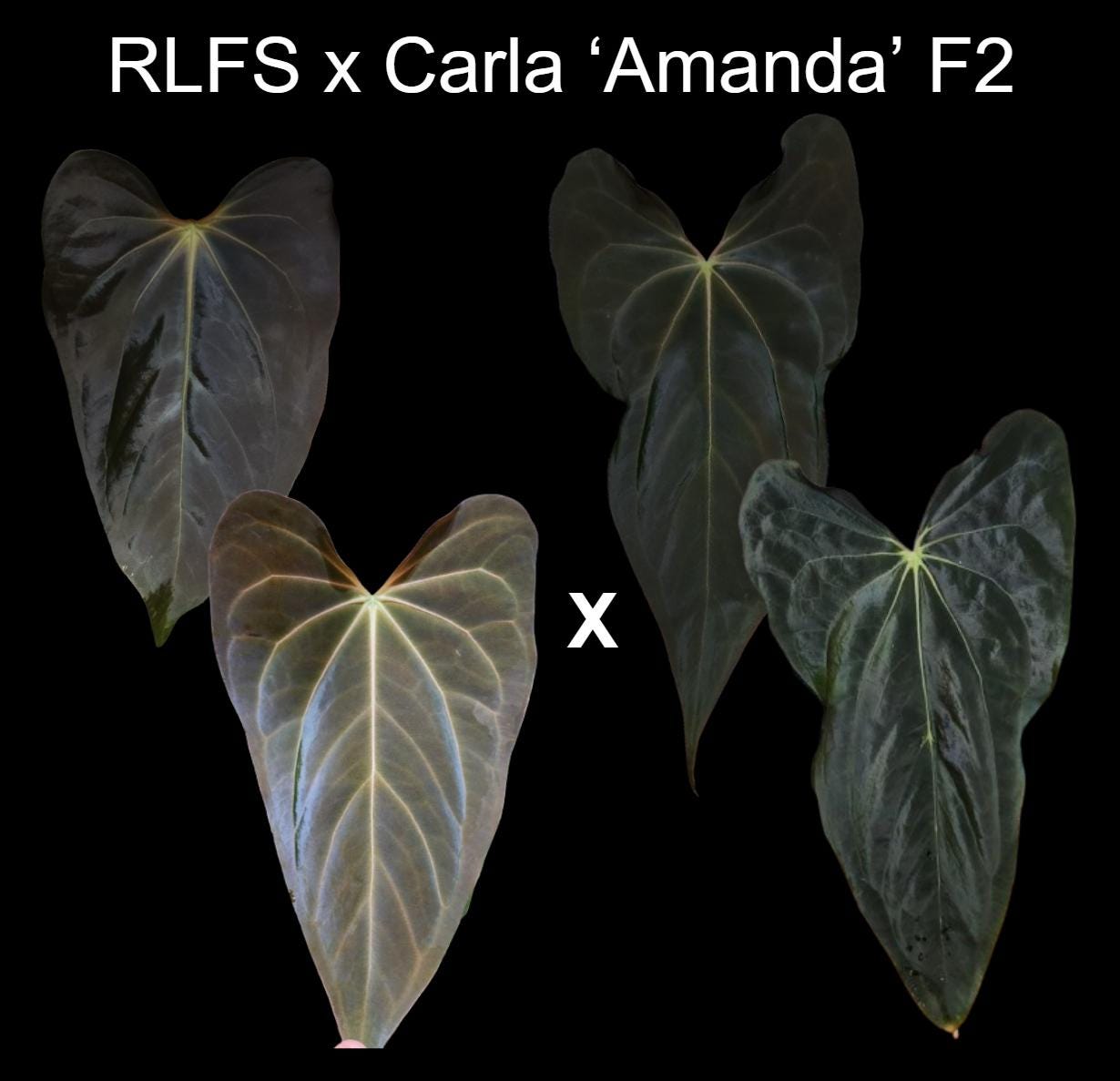 Anthurium RLFS x Carla 'Amanda' F2 seedling