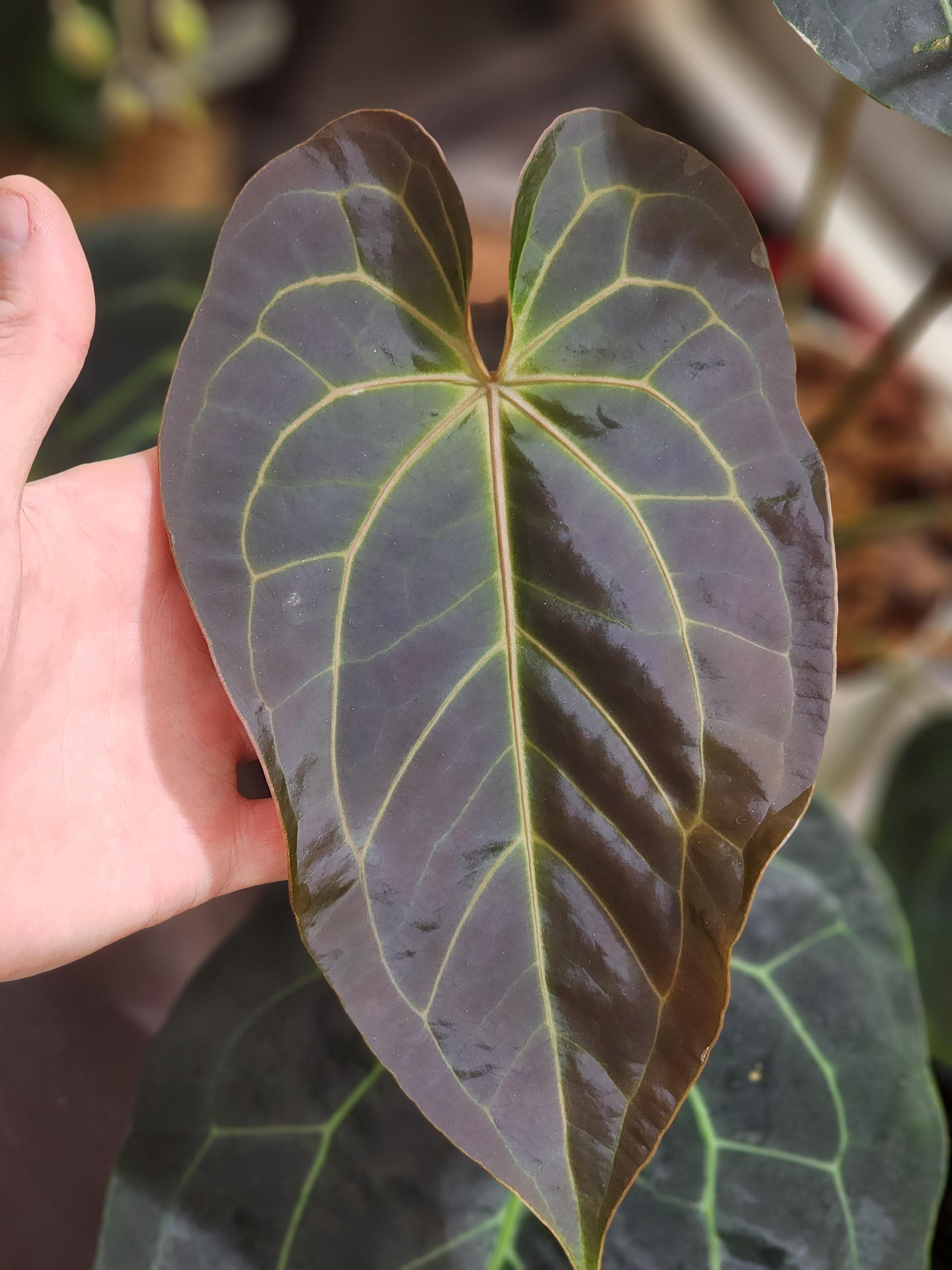 Anthurium Blue Velvet X (AOS DF X BVEP) Select Holdback Seedling